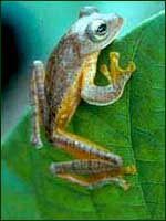 Slender tree-dwelling species are among the 80 to 90 species of frogs now know. Check copyright. 